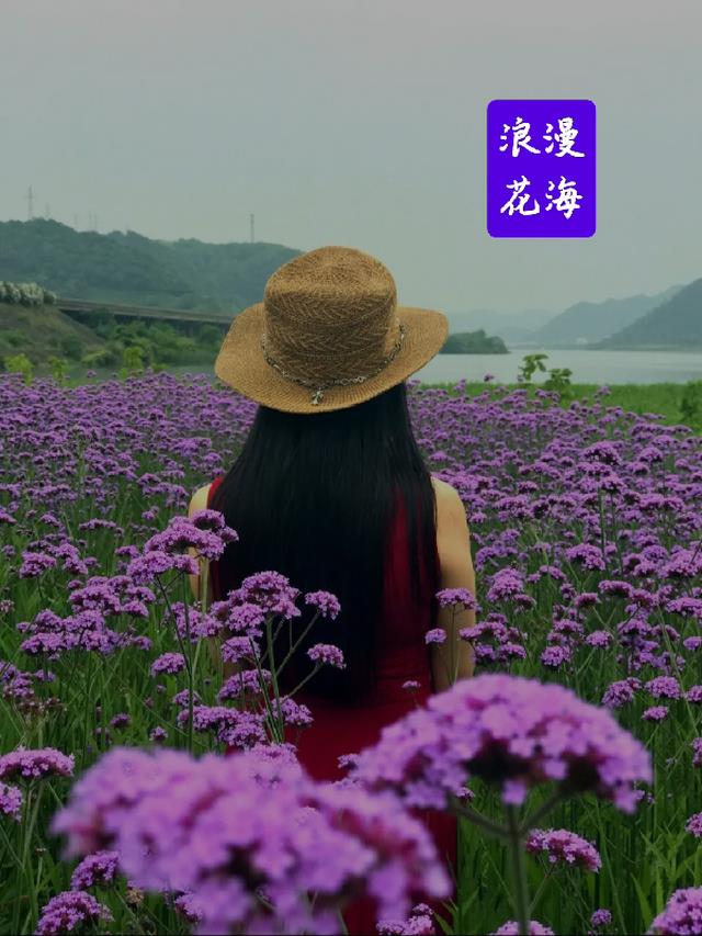 浪漫花海 竟如此诗情画意